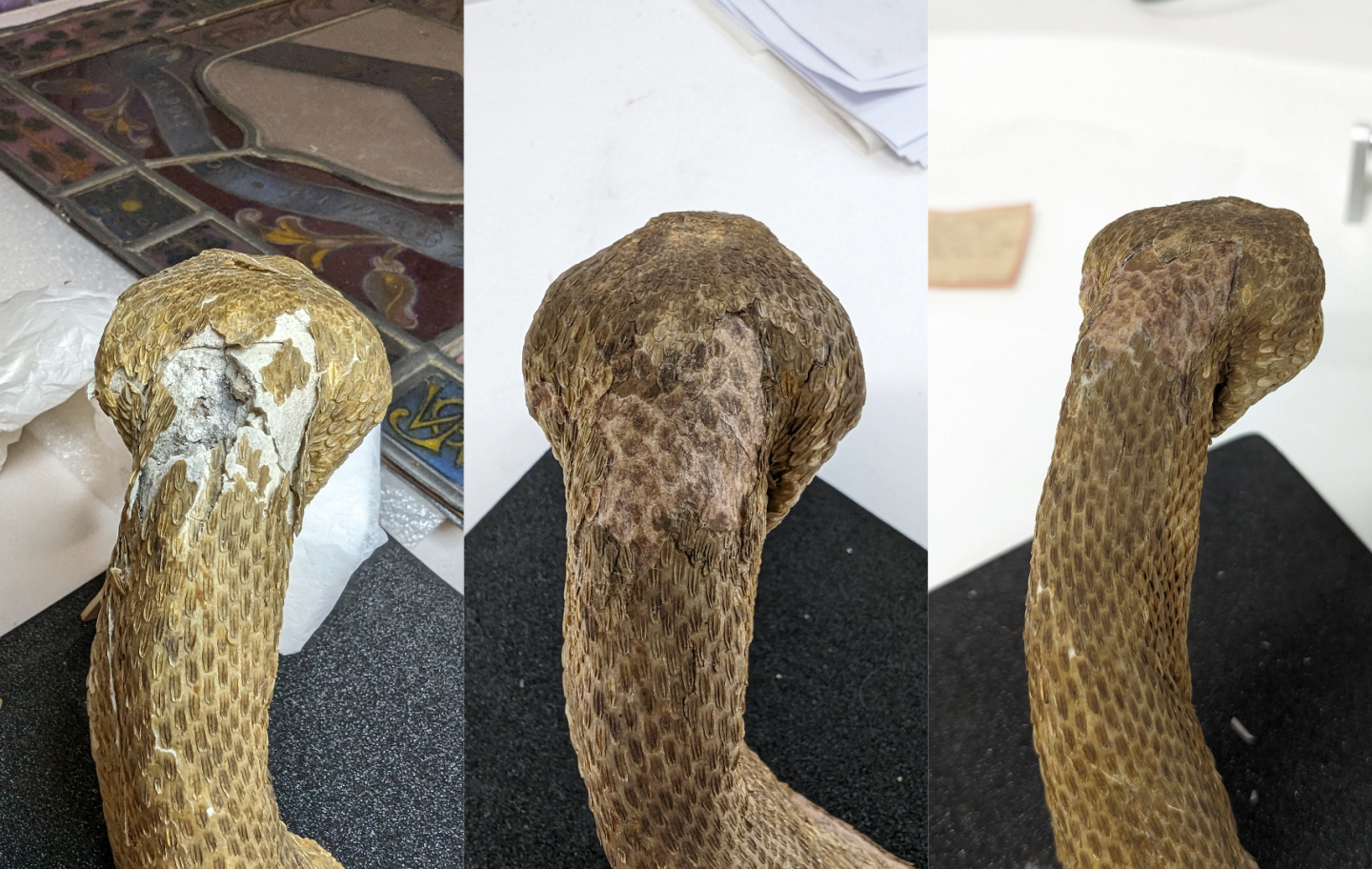 Snake's neck comparison, before, during and after treatment