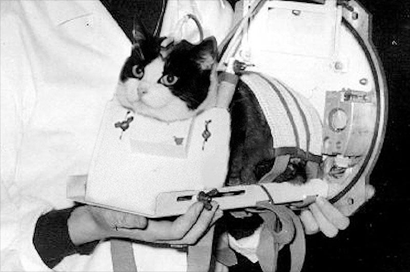 Felicite - the first cat in Space