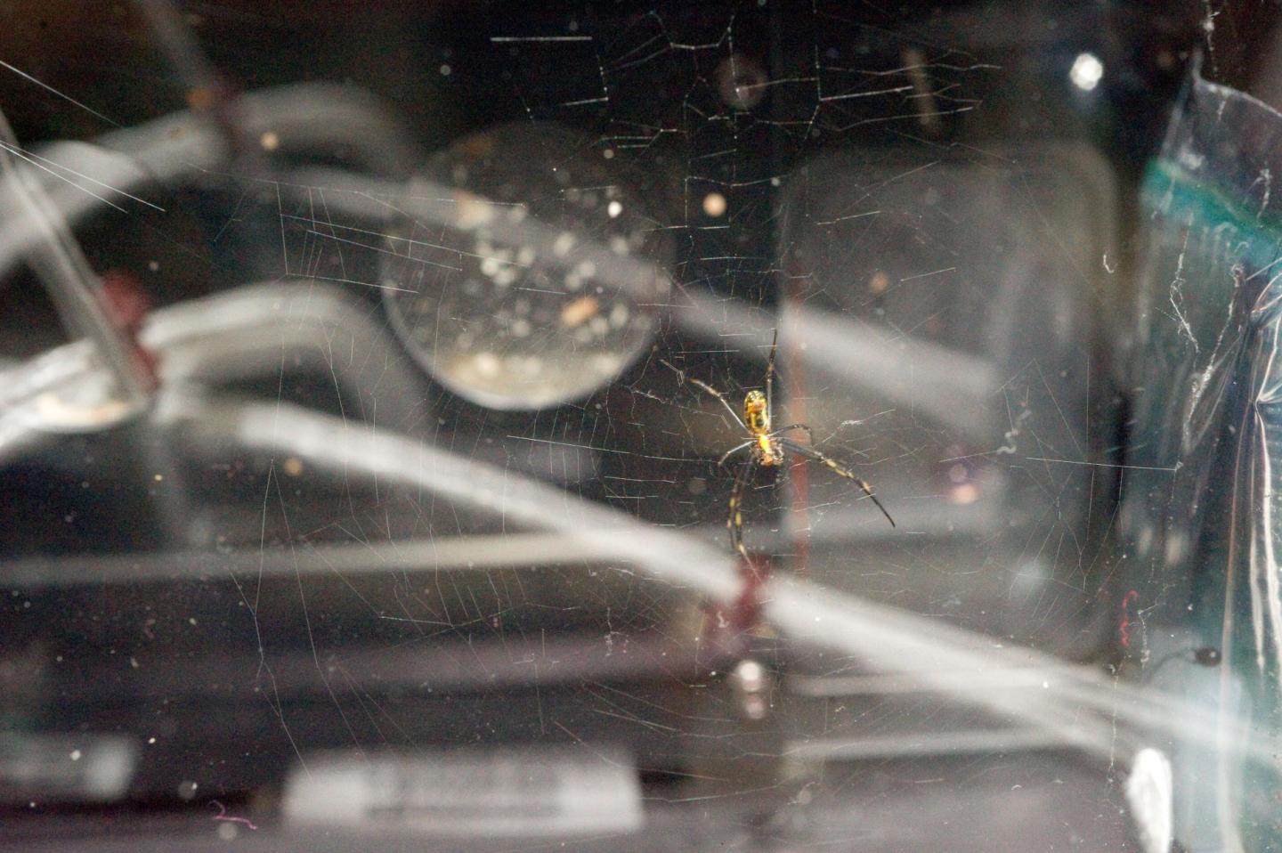Golden Orb Spider aboard the ISS 