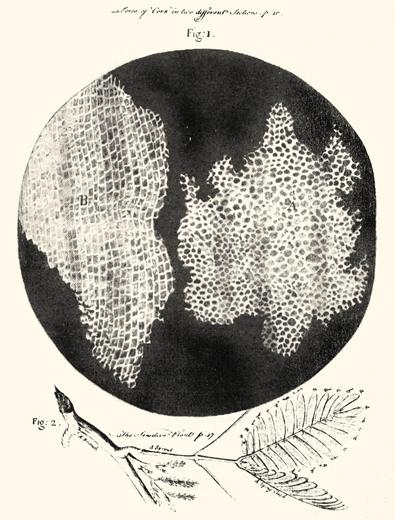 Hooke's drawing of  Cork cells in Micrographia