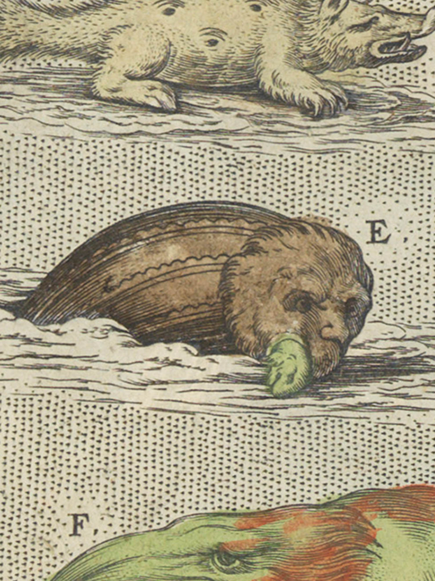 Sea monster E from the Islandia map. "Ziphius" Image of sea monster E from the Islandia map. "Ziphius"