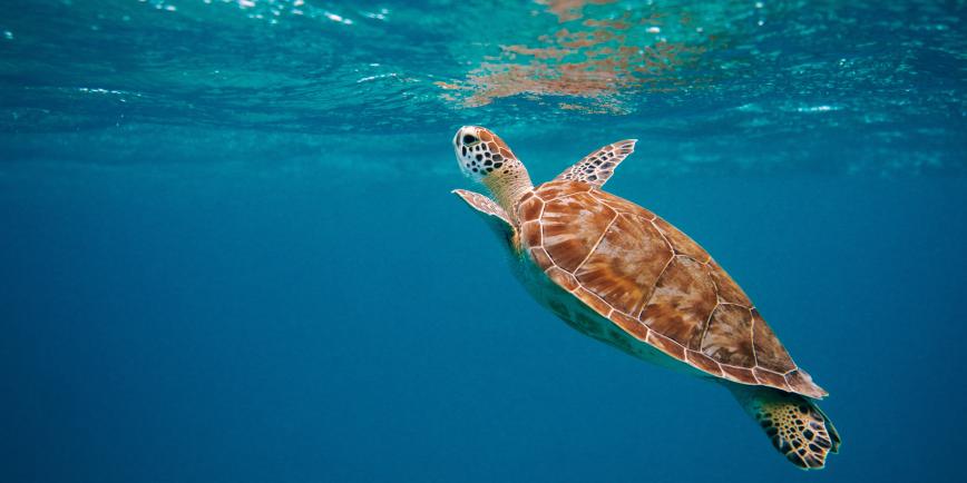 A sea turtle breaks the surface of the ocean