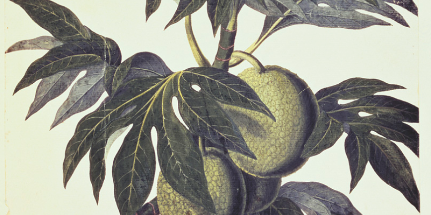 A branch of the bread fruit tree with fruit