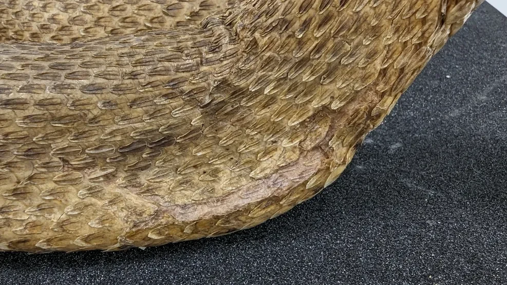 Image of the proper right side of the base of the snake’s neck before treatment after humidification and application of the printed fill