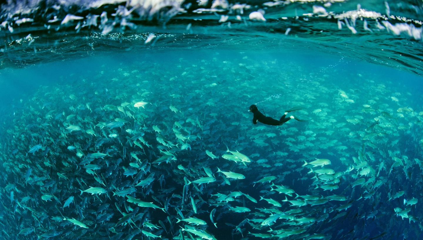 A diver swims in a huge shoal of fish just beneath the surface of the ocean