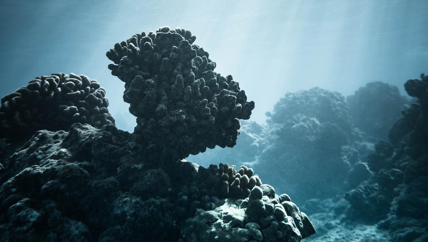 Dark coral on the sea floor with light cascading down through the water