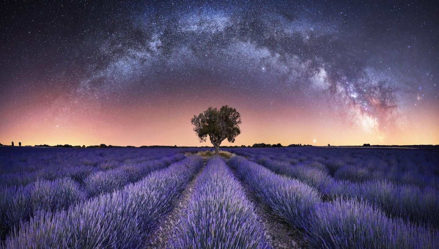 A field of lavender at night, with an arch of stars appearing to reflect the purple of the fields
