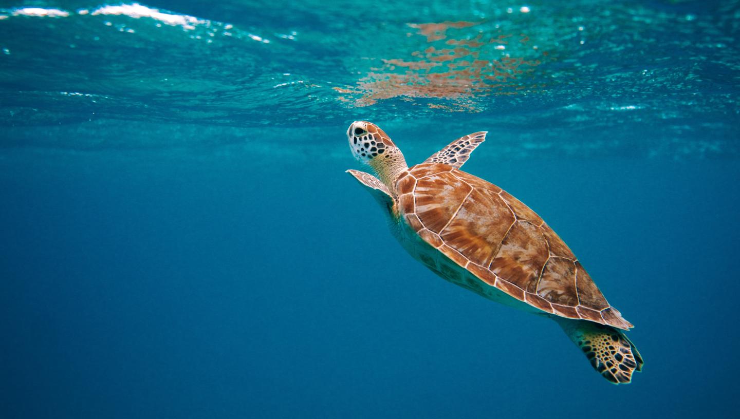A sea turtle breaks the surface of the ocean
