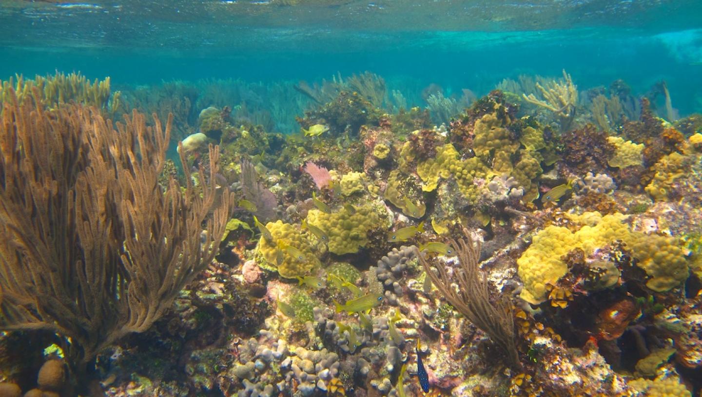What is coral, and why are coral reefs important? | Ocean Science