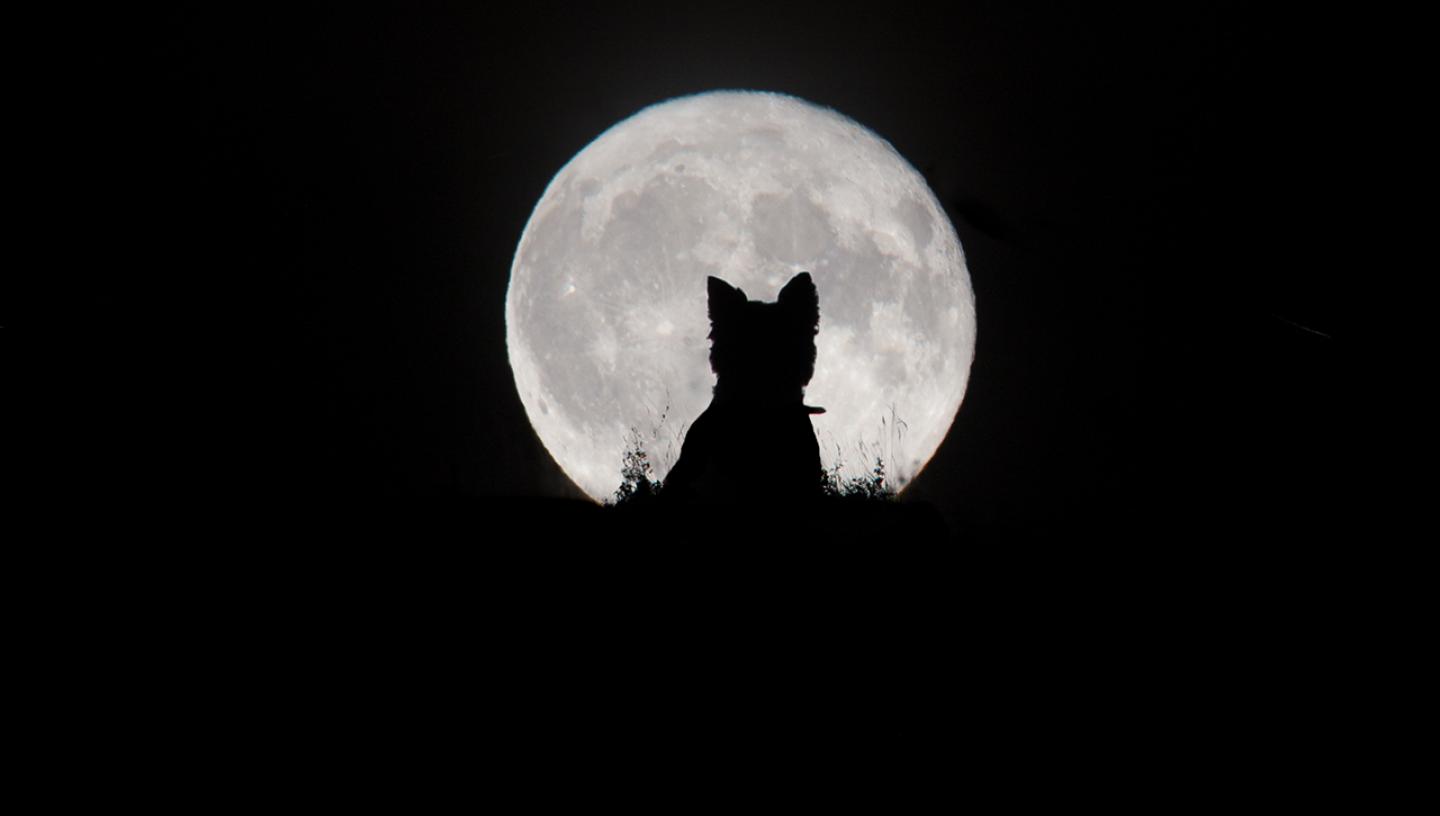 OM-3928-1_Big Moon, Little Werewolf © Kirsty Paton.jpg