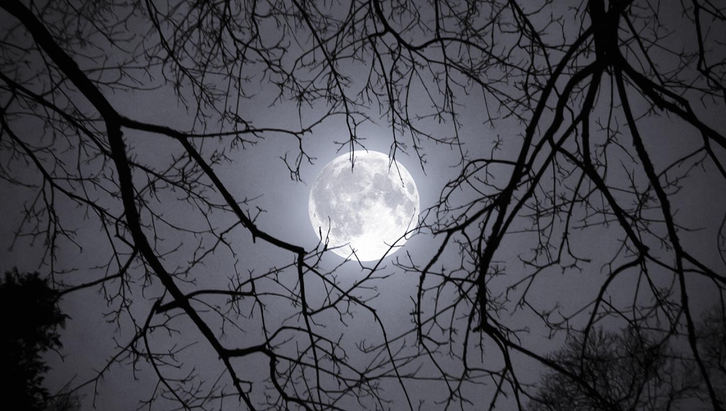 OM-43936-1_Misty Winter Moon © Rob Mogford.jpg