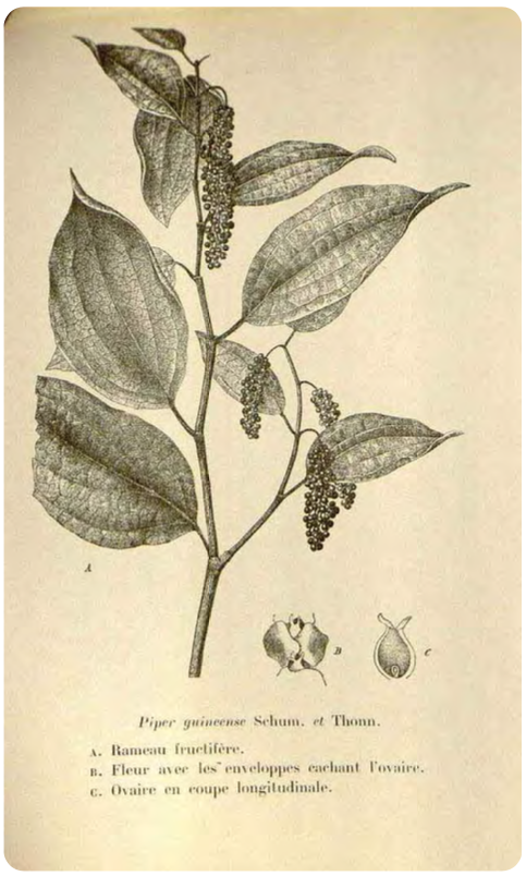 An image showing 'Benin Pepper'