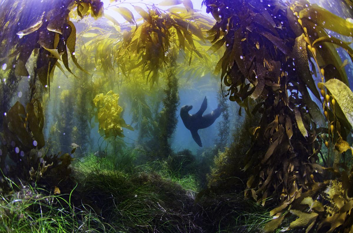 A seal plays underwater with drifts of green and yellow seaweed around 