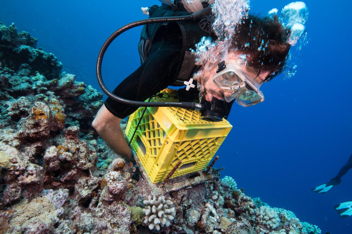 A diver carries a plastic box over a coral reef