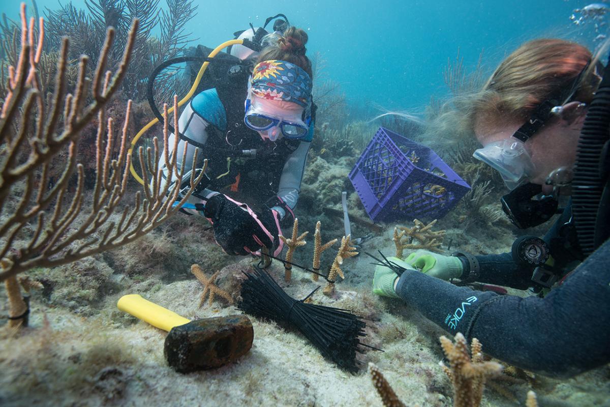 Two scuba divers work at the sea bed examining coral beds