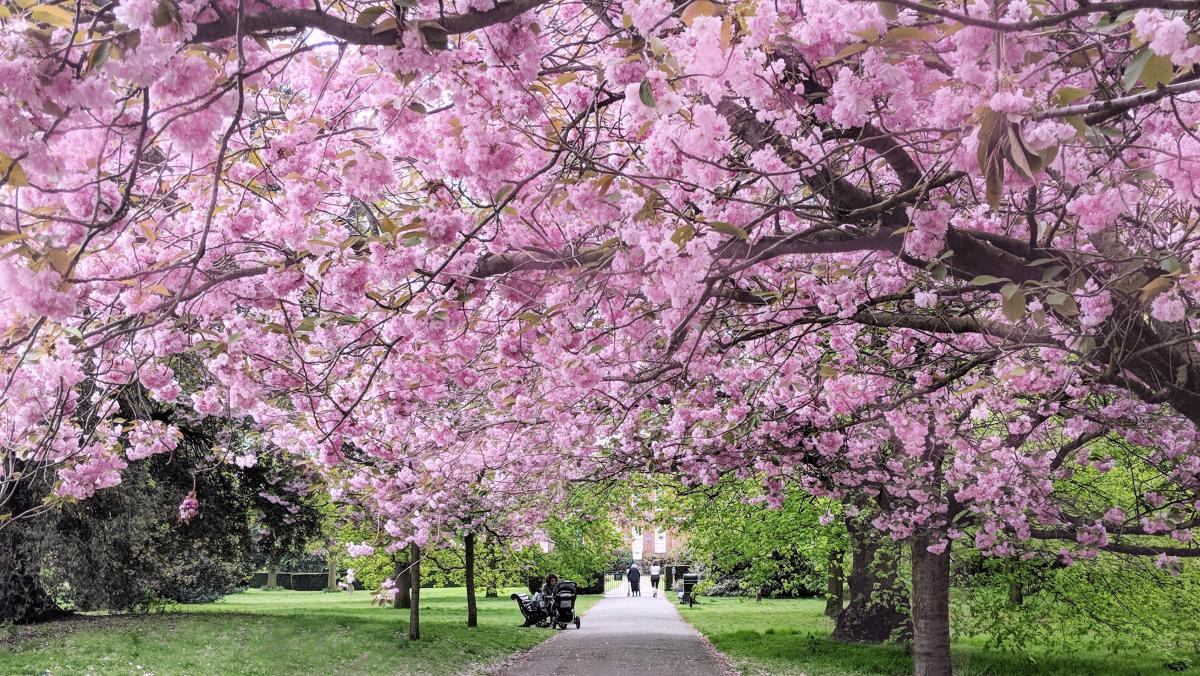 A bright wash of pink blossoms hanging from a tree in Greenwich park