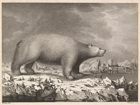 A sketch of a bear on ice.
