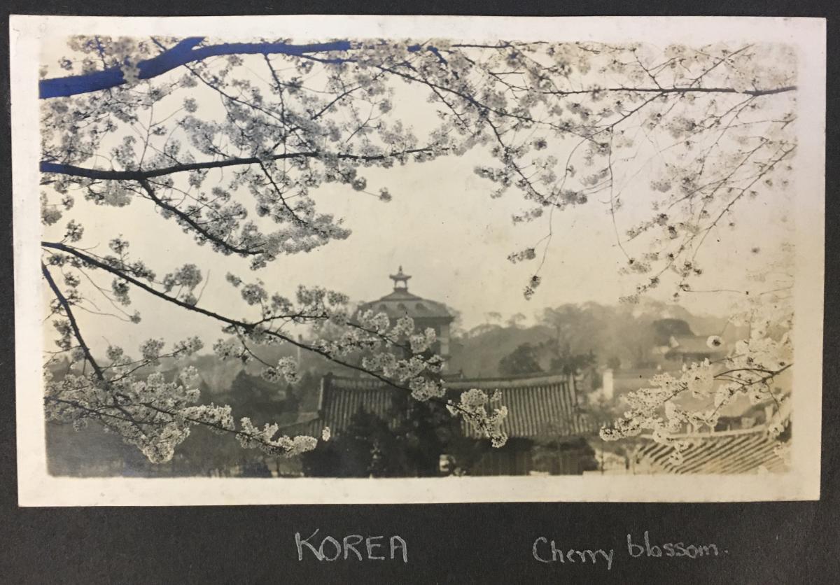 Historic photograph of cherry blossom trees in Korea