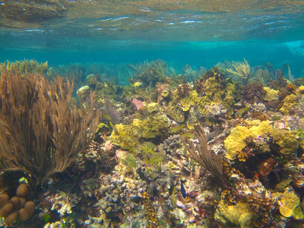 Coral reef