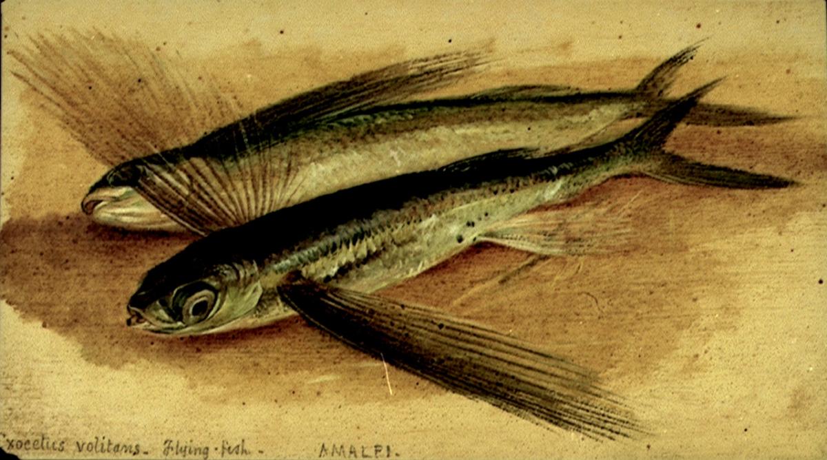 A drawing of two flying fish on a sepia background