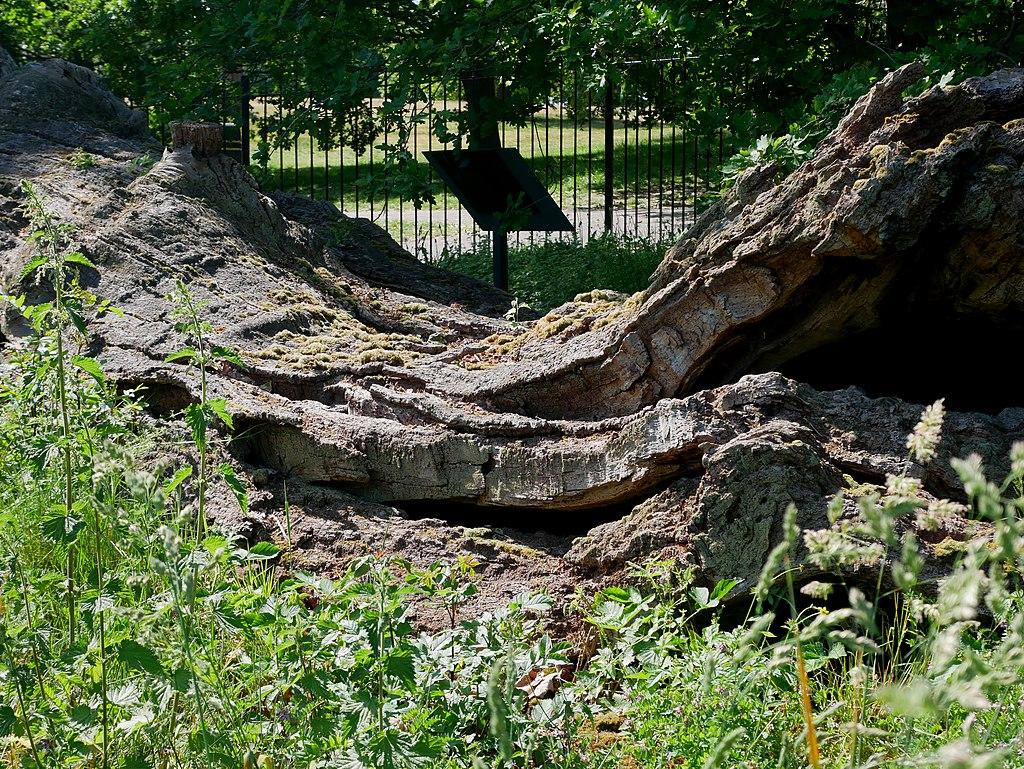 A very old oak tree trunk lying on its side, with vegetation growing all around it, located in Greenwich Park