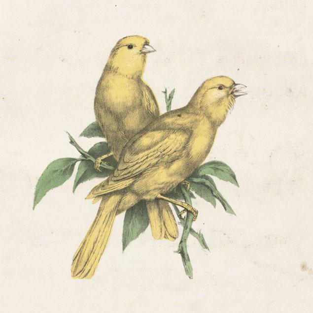 An illustration of two canaries sitting on a branch, their yellow feathers set in contrast to the green foliage beneath