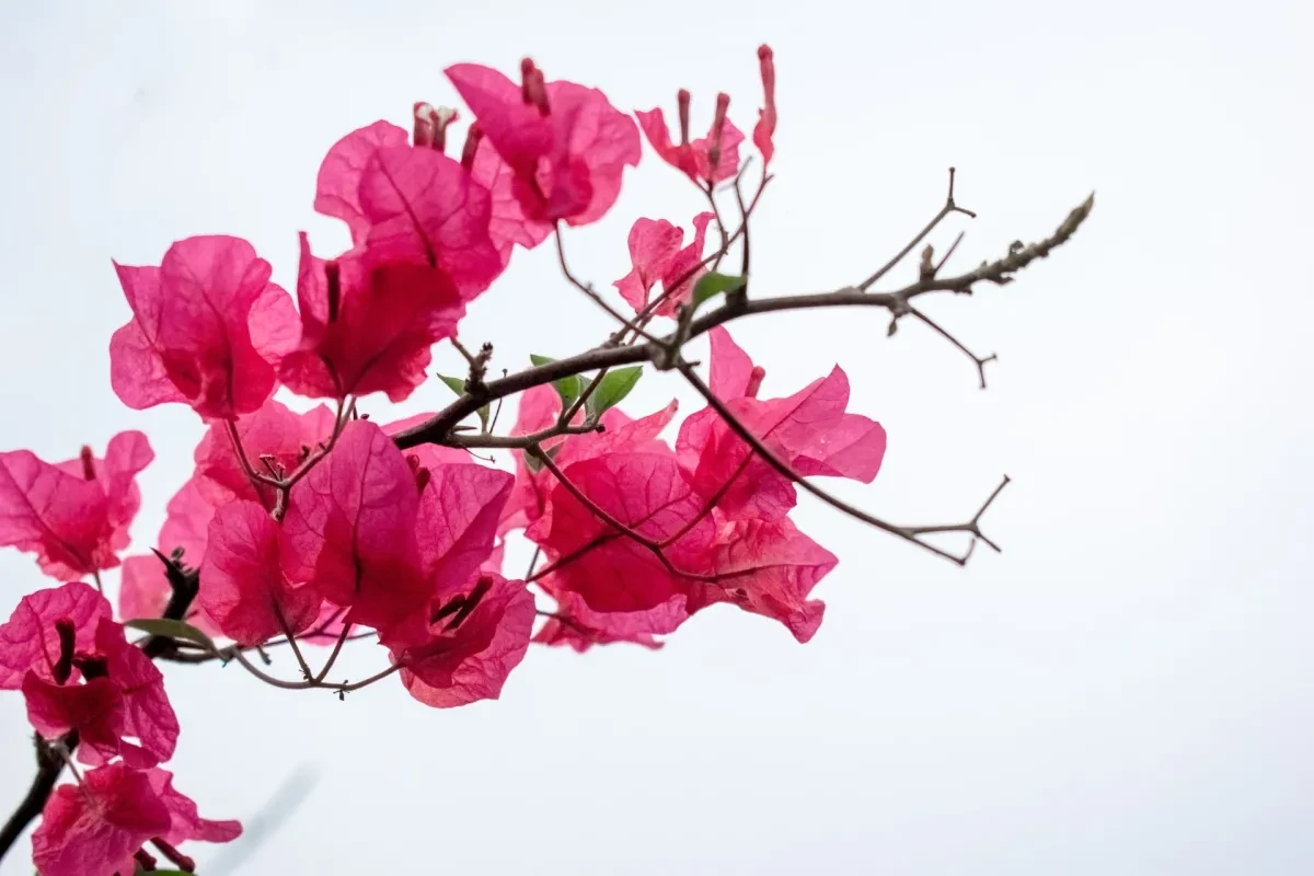 A branch of pink bougainvillea flowers on a white background.