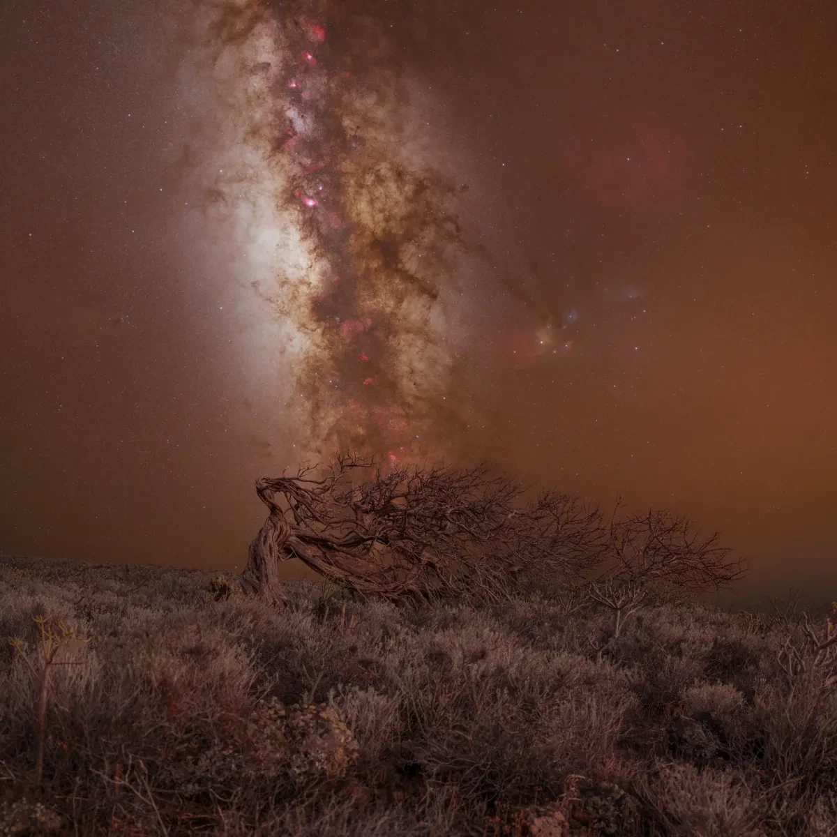 Image showing a crooked tree which is almost horizontal, with a brown sky in the background with the Milky Way down the middle