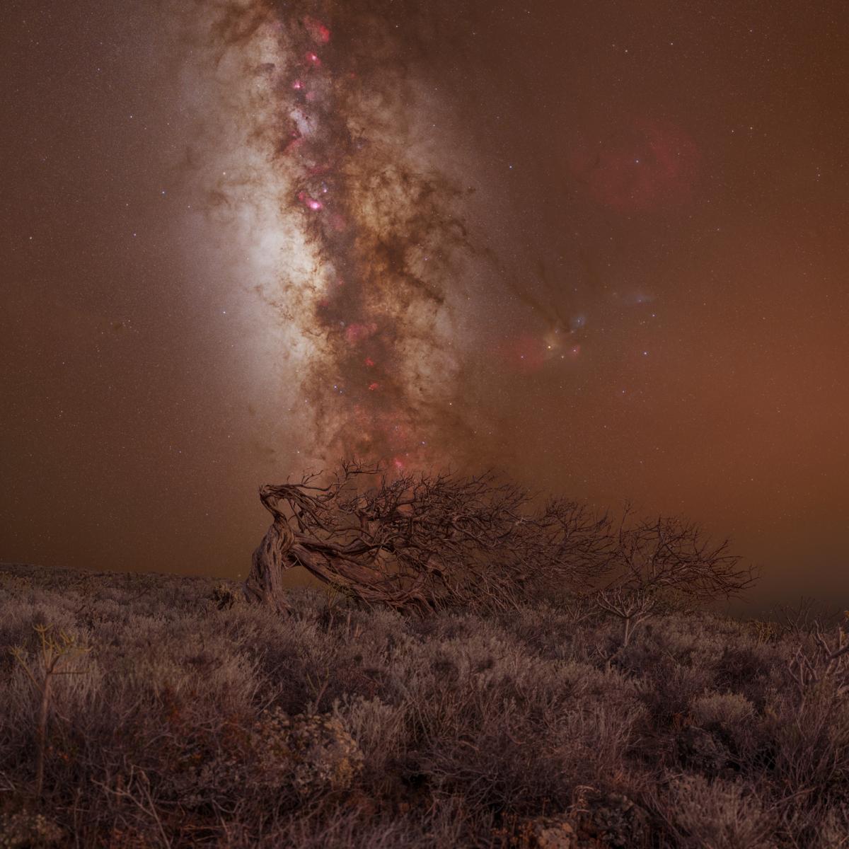 Image showing a crooked tree which is almost horizontal, with a brown sky in the background with the Milky Way down the middle