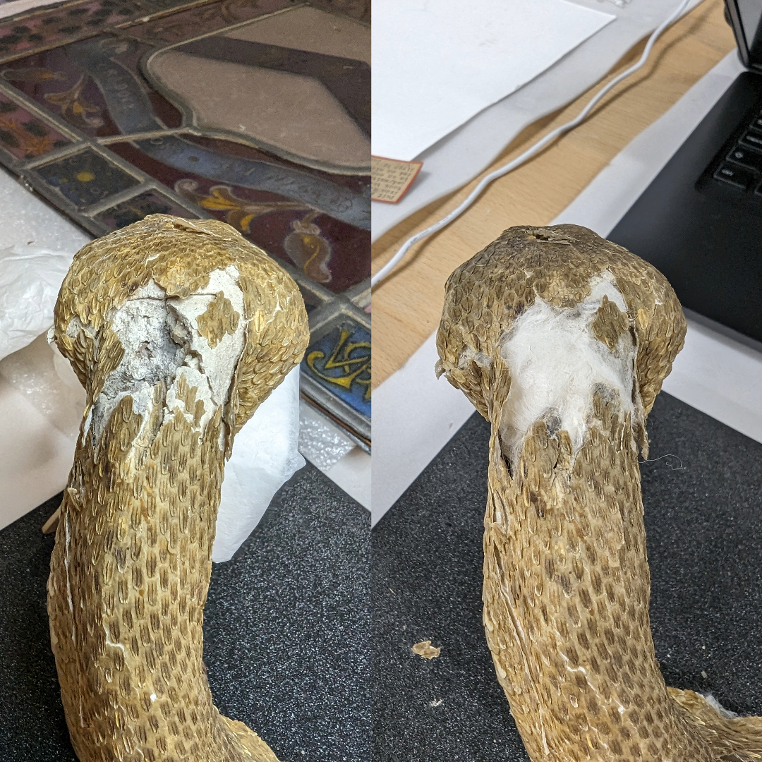 Image of the crack in the snake's neck, before and after infilling with paper pulp mixture