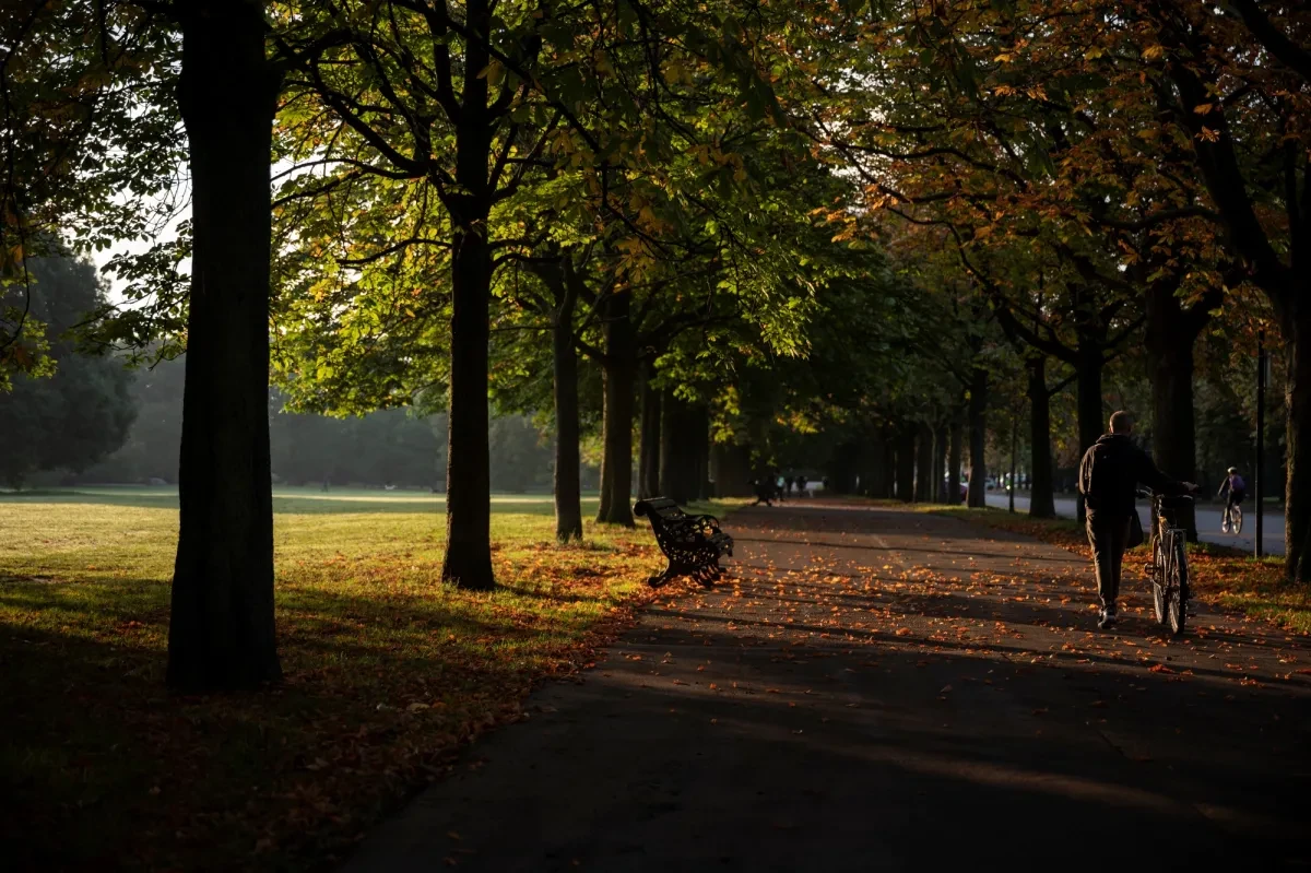 Autumn sunlight and shadows in Greenwich Park. A figure pushes their bike through an avenue of trees