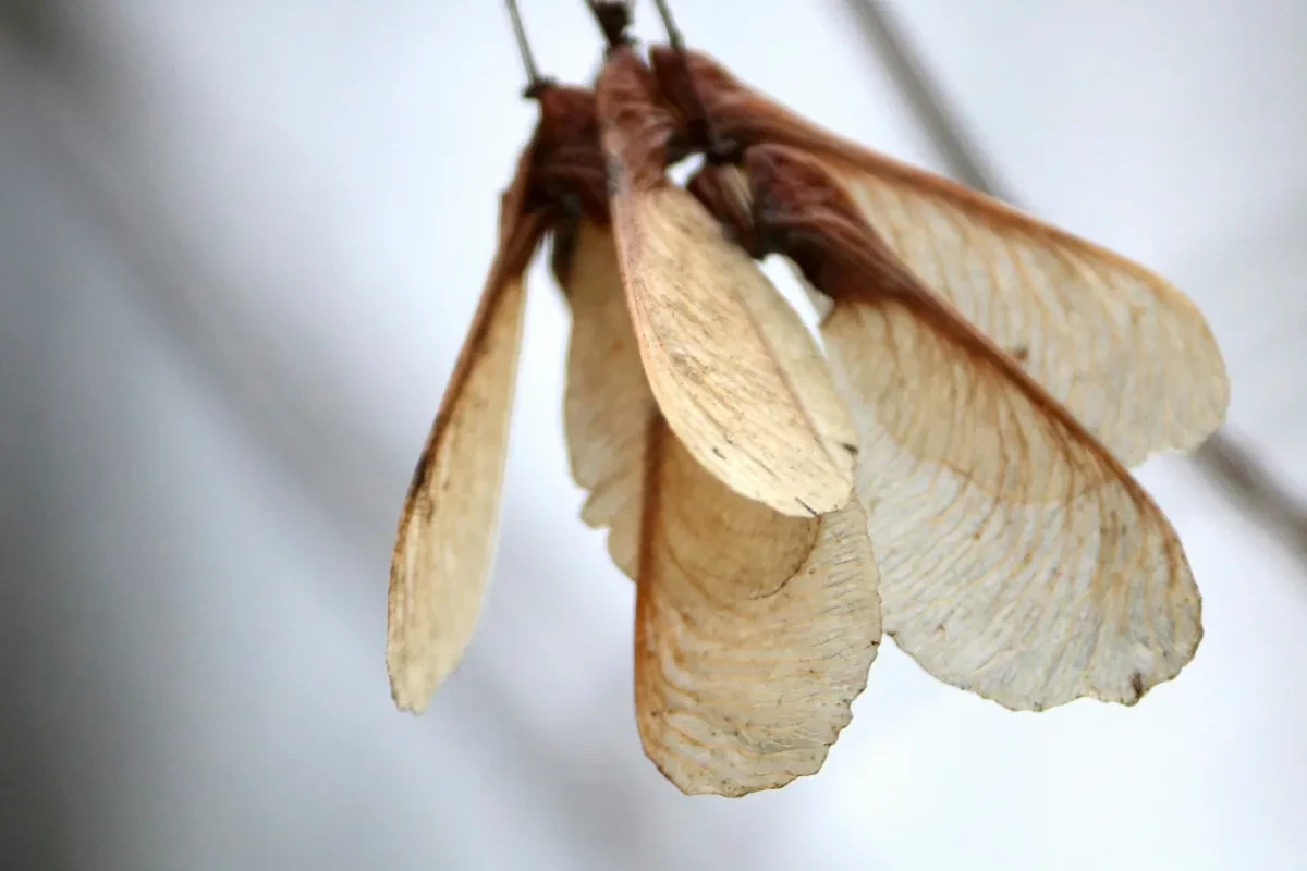 Sycamore seeds hanging from a tree
