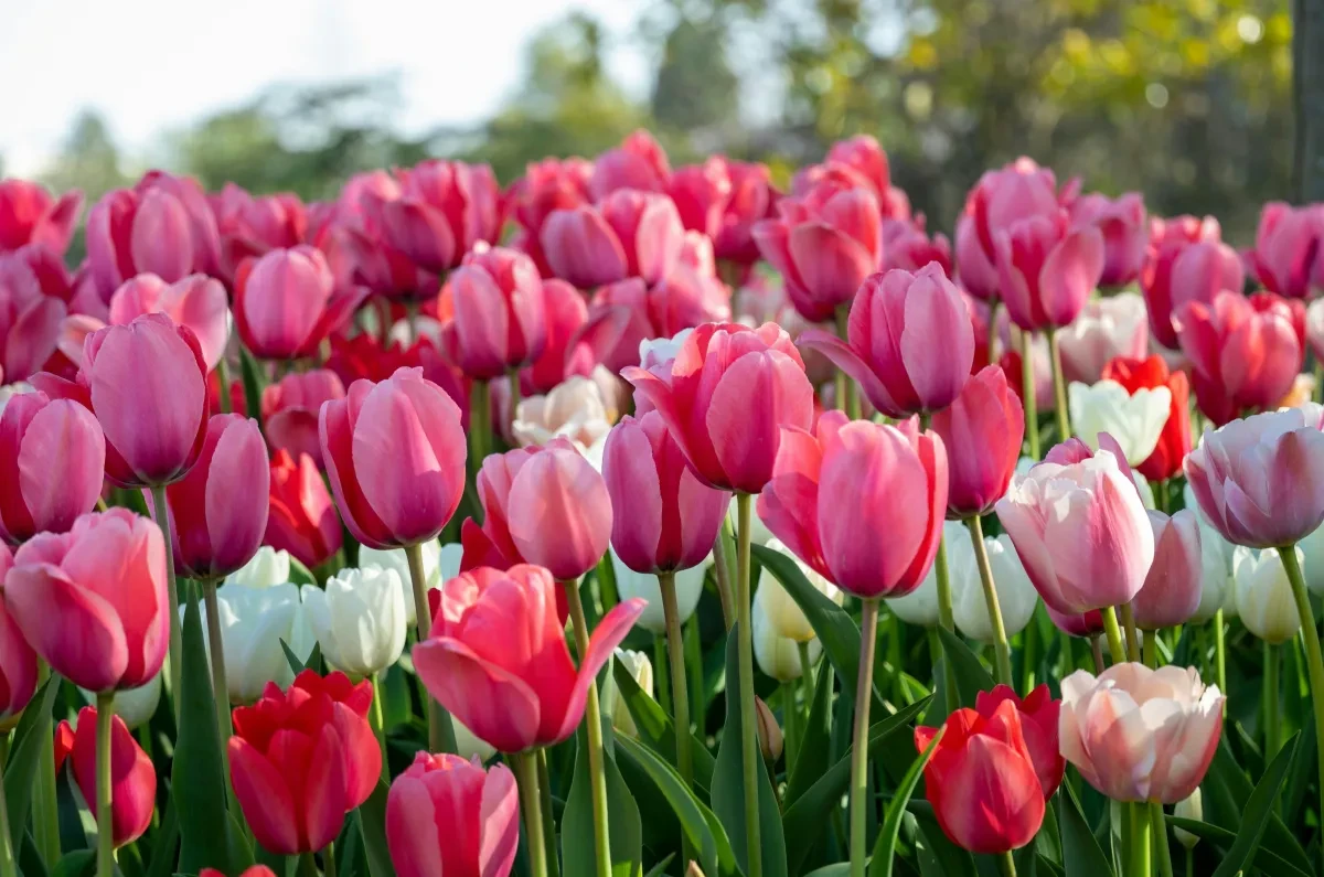Pink, red and white tulips in a field