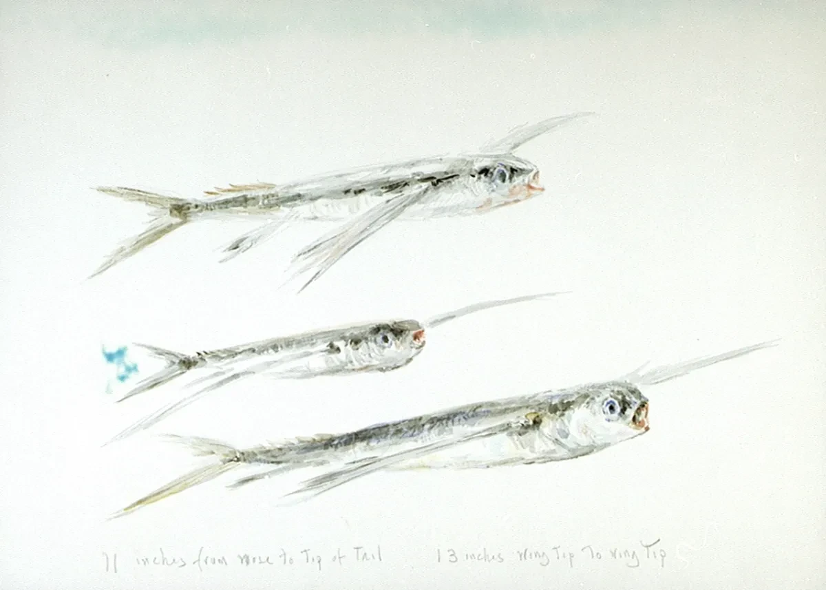 Drawing of three flying fish