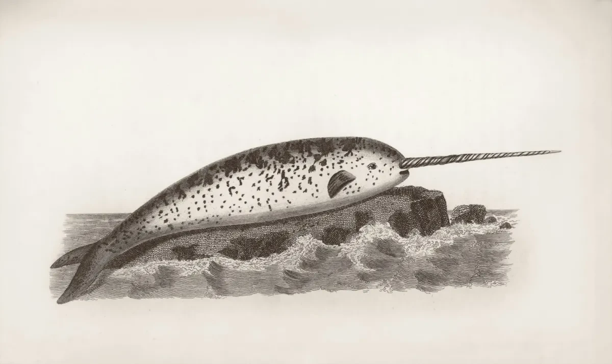 Illustration of narwhal with long tusk