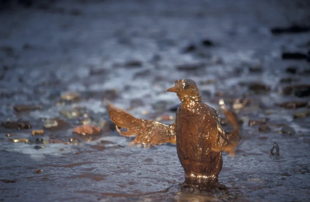 A guillemot covered in oil by the sea, trying to flap its wings 