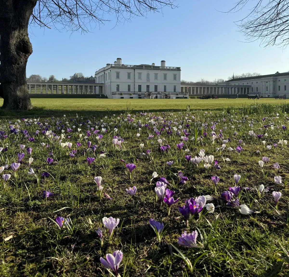 Photo of Queen's House a slight distance away, with purple crocuses in the foreground