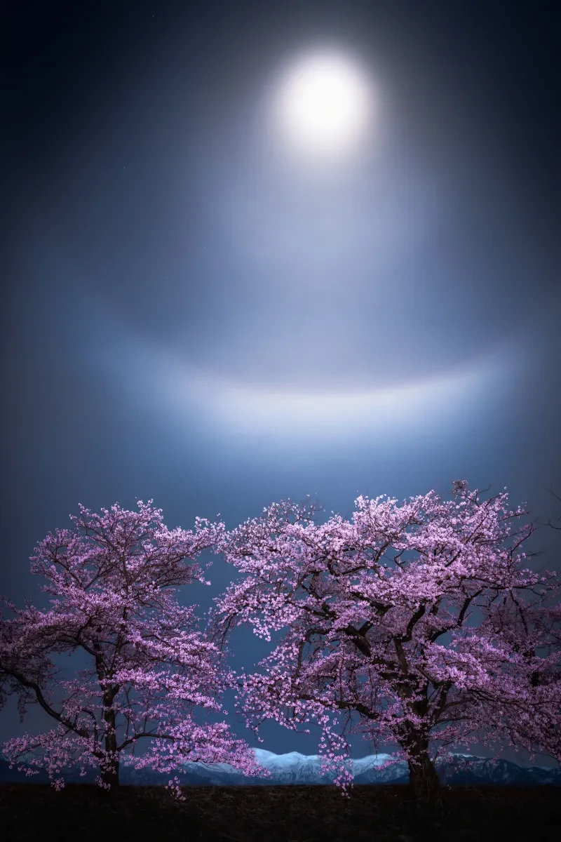Moon with white light halo above vivid pink cherry blossom trees