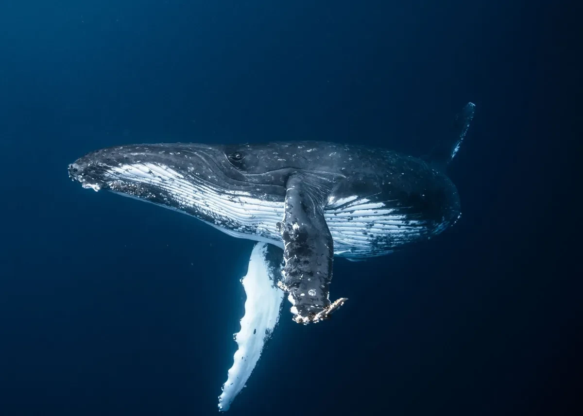 A humpback whale in an inky blue black sea