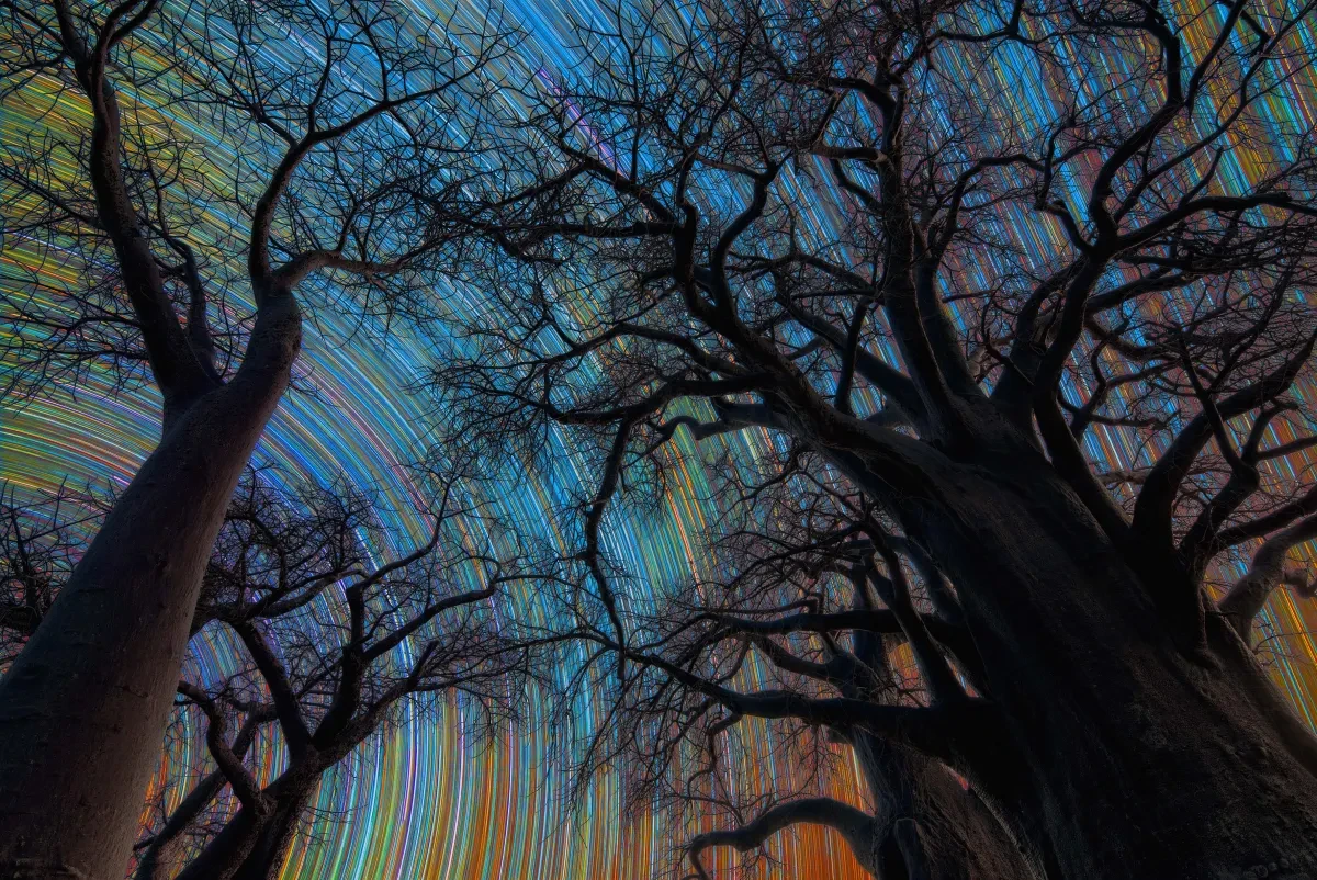 Black, bare-branched trees stand in front of a blanket of curved star trails that make striking, thin stripes across the sky in all different colours. Part of the ZWO Astronomy Photographer of the Year competition 2026
