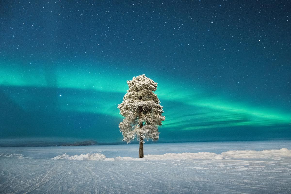 A-81087-1_Runner-Up_Lone Tree under a Scandinavian Aurora © Tom Archer copy.jpg