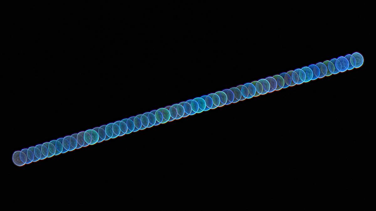 SN-3206-15_Stunning Sirius © Steve Brown.jpg