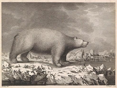 A sketch of a bear on ice.