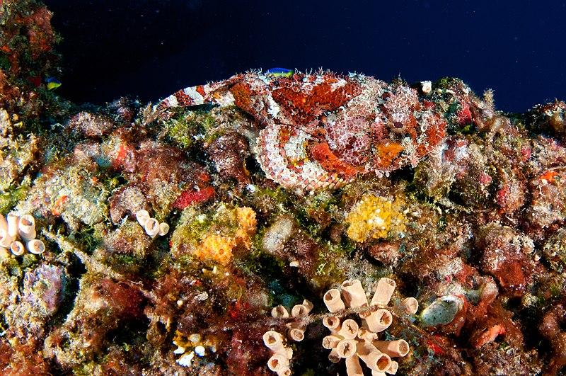 A small patch of coral showing a well camouflaged scorpionfish and some invasive orange cup corals.