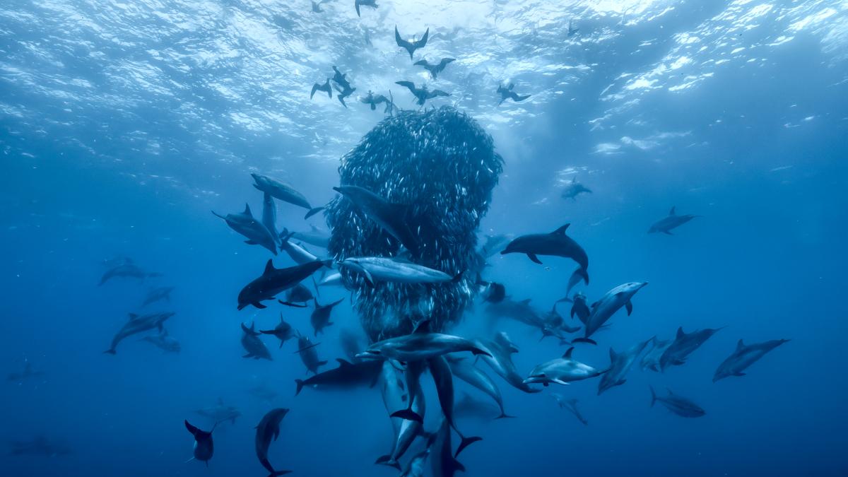 Ocean creatures feeding