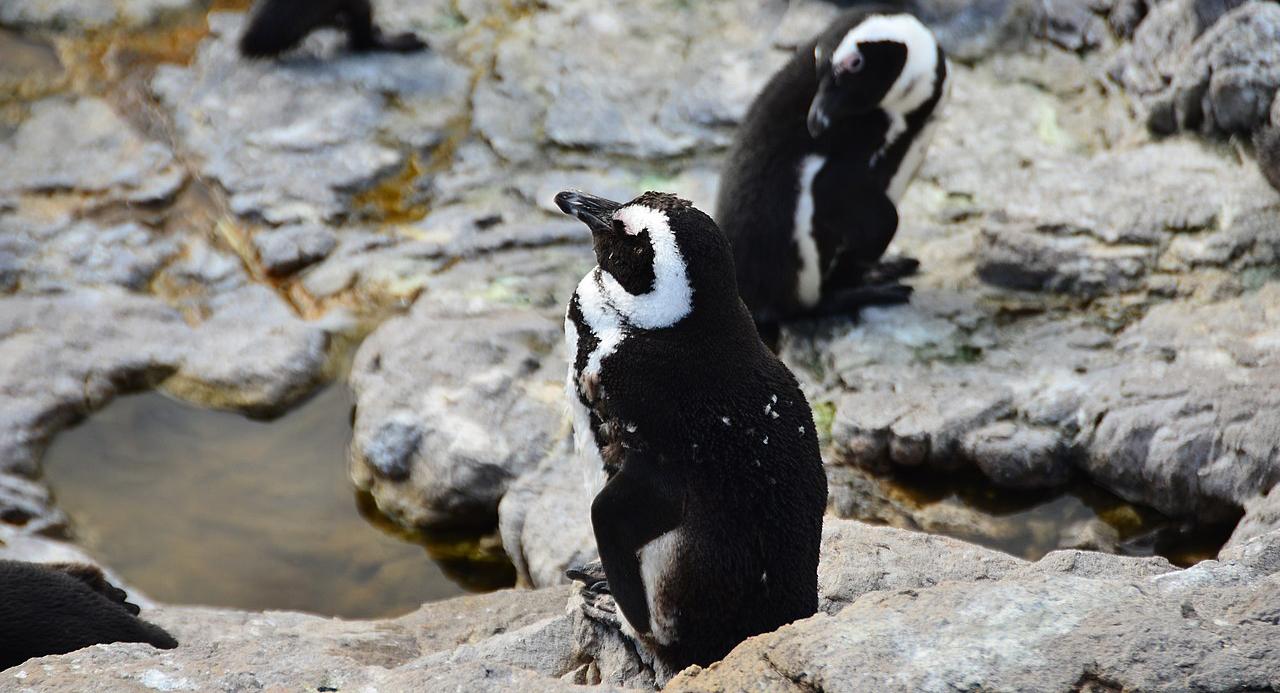 Penguin colony in Hermanus (Wikimedia Commons: photo by Dariusz Jemielniak)