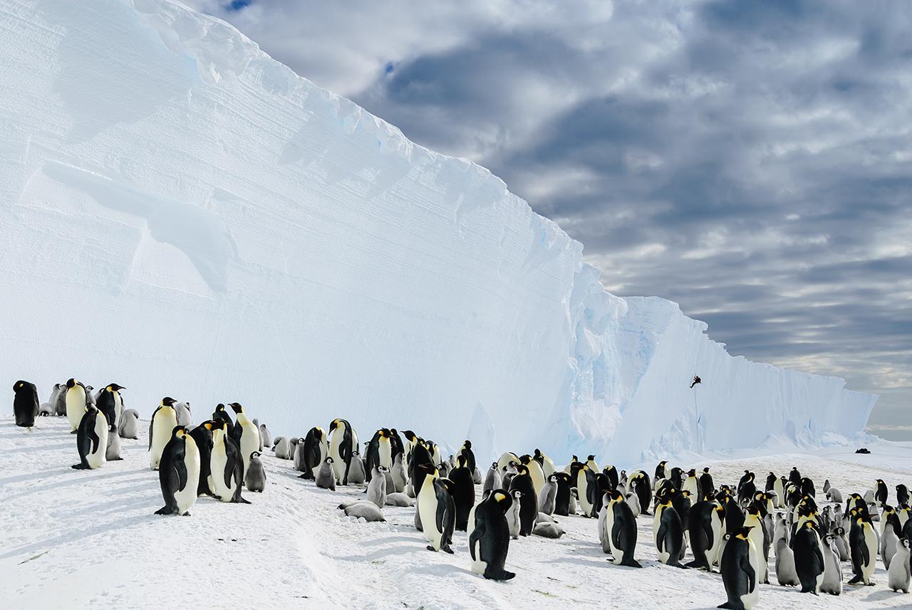 Photo of a large group of penguins in the wild