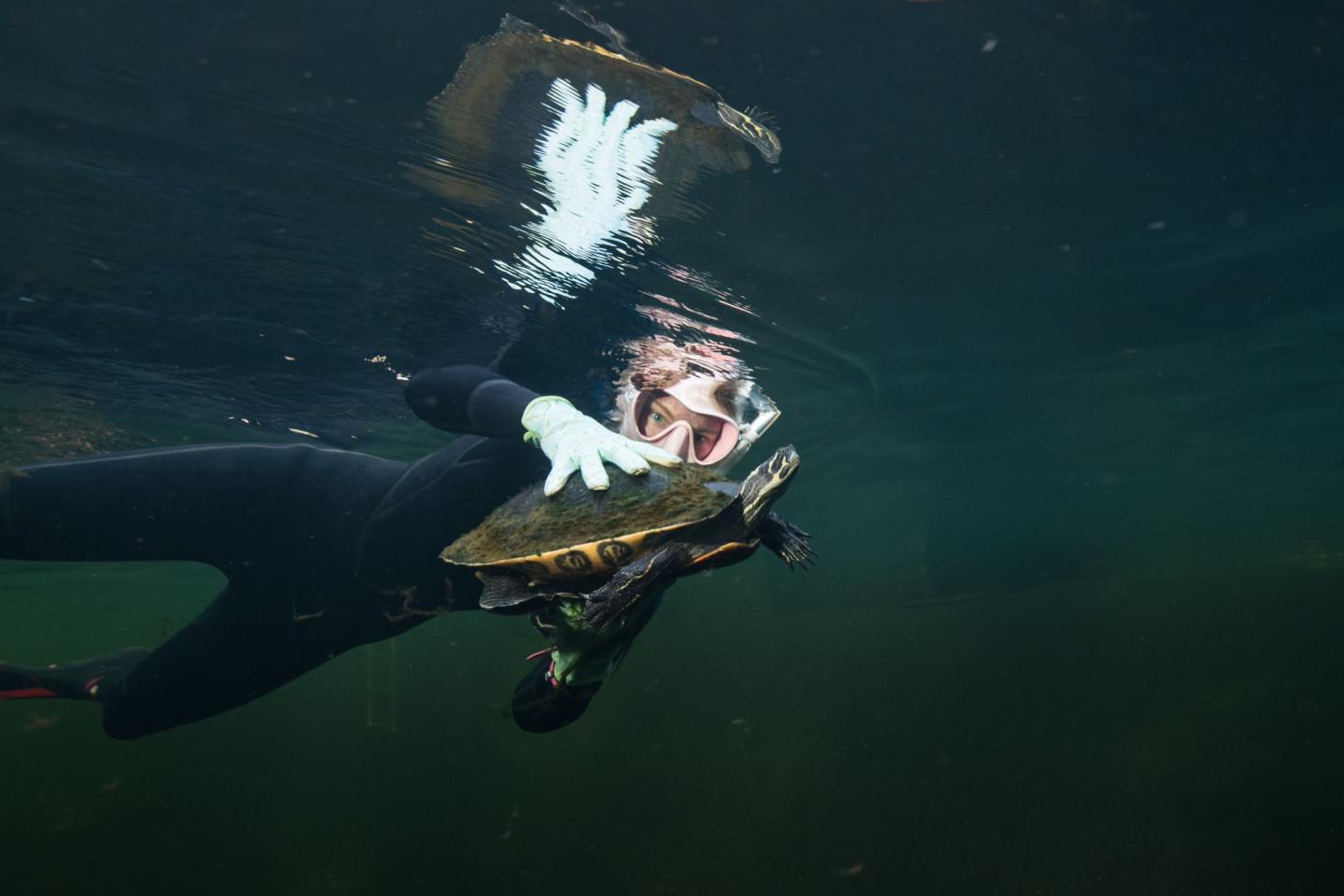 Jennifer Adler: Playing with a turtle, Florida's Freshwater Spring