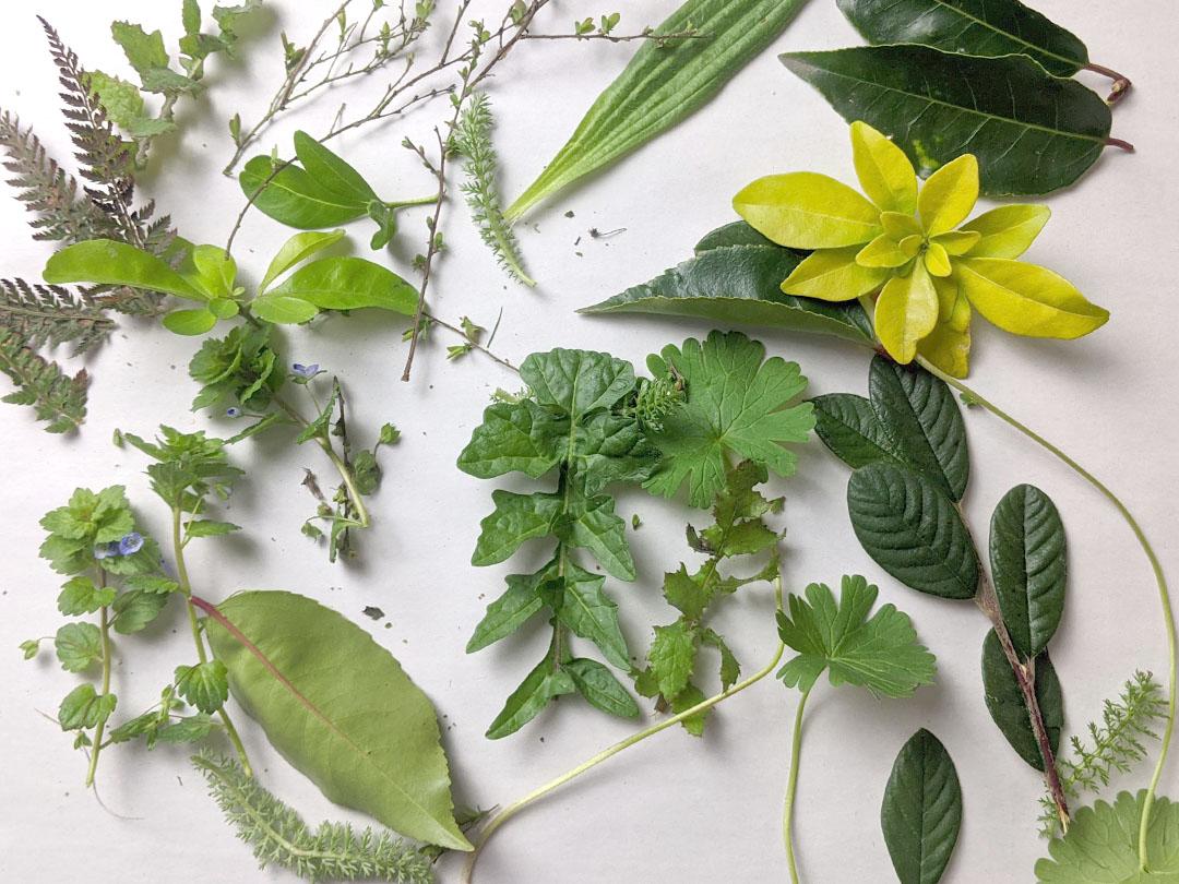 (Source of different types of leaves picture)
