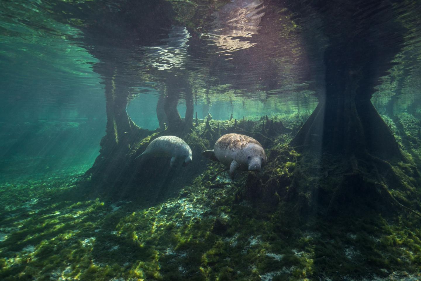 Manatees swim in a freshwater spring. By kind permission of artist © Jennifer Adler